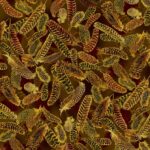Gilded Feathers - Acorn Brown
