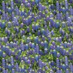 Flowers of Friendship - Friendship - Bluebonnet Flowers - Blue