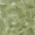 Fossil Fern - Benartex - Sage Brush