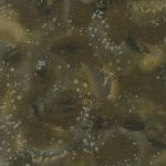 Fossil Fern - Benartex - Swamp Magic