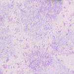 Fairy Frost - Orchid
